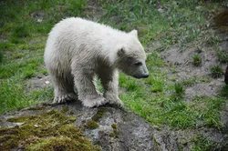 Alaska Polar Bears near Kaktovik - Photo (c) Laurent Dick - Wild Alaska Travel